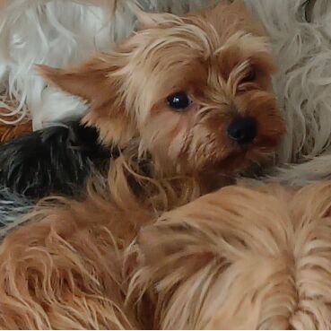 cartel de perro perdido