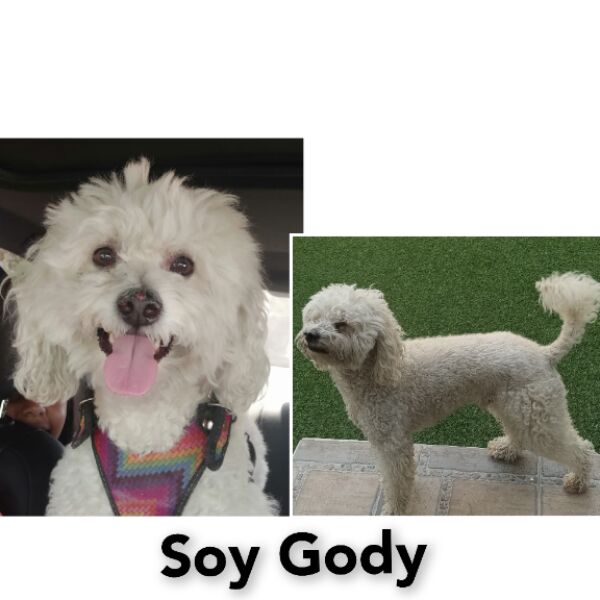 cartel de perro perdido