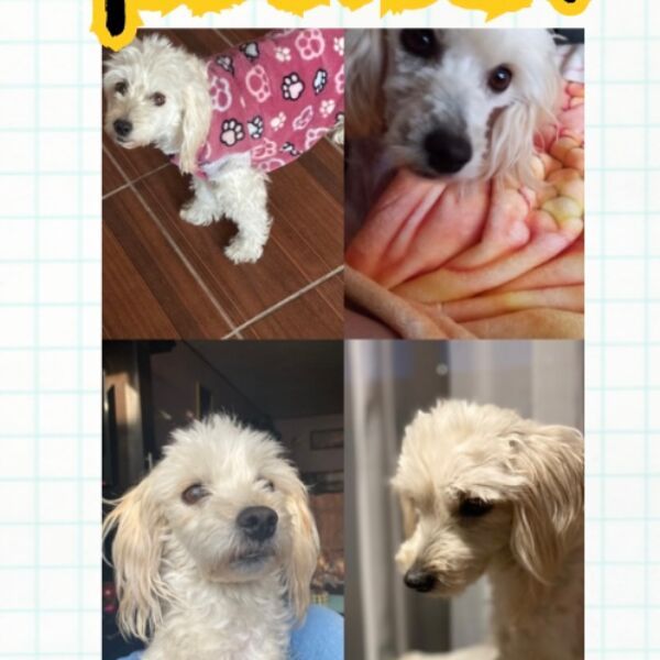 cartel de perro perdido