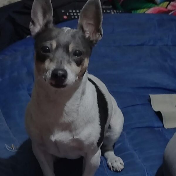 cartel de perro perdido