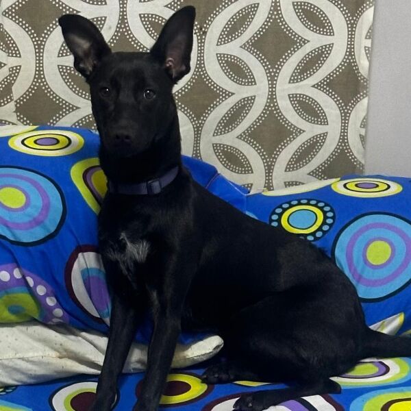 cartel de perro perdido