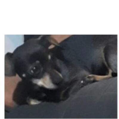 cartel de perro perdido