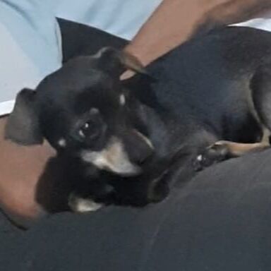 cartel de perro perdido