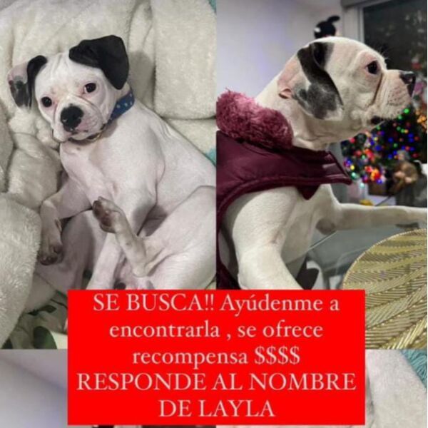 cartel de perro perdido