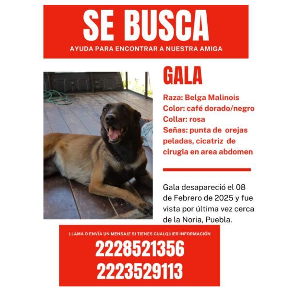 cartel de perro perdido