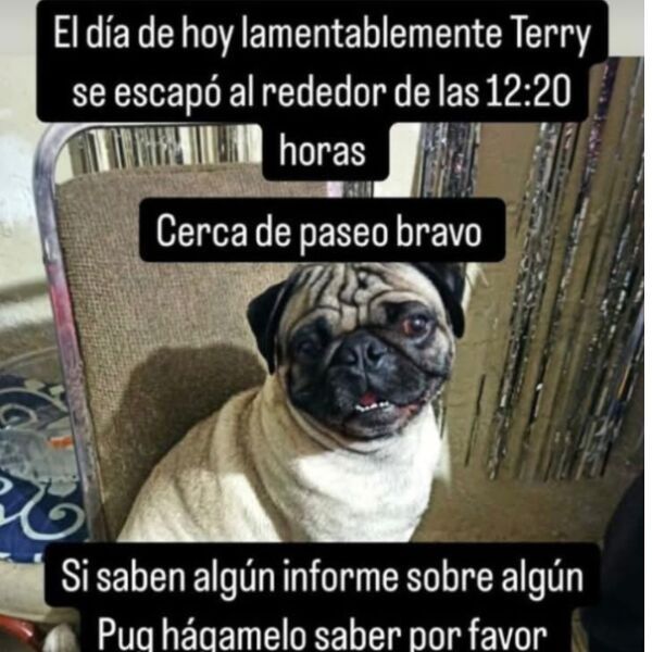 cartel de perro perdido