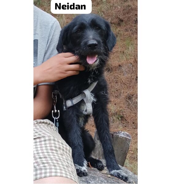 cartel de perro perdido