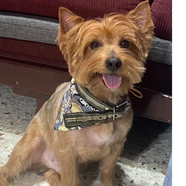 cartel de perro perdido