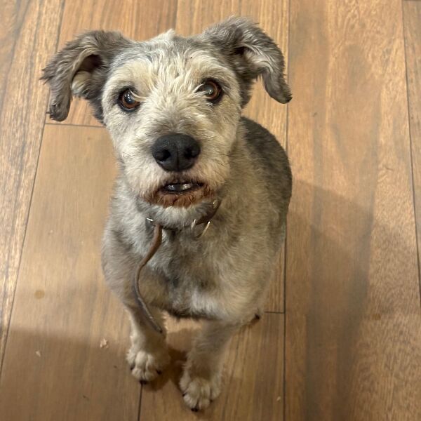 cartel de perro perdido