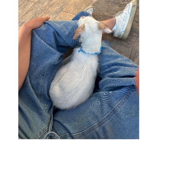 cartel de perro perdido