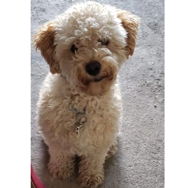 cartel de perro perdido