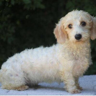 cartel de perro perdido