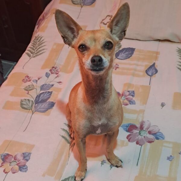 cartel de perro perdido