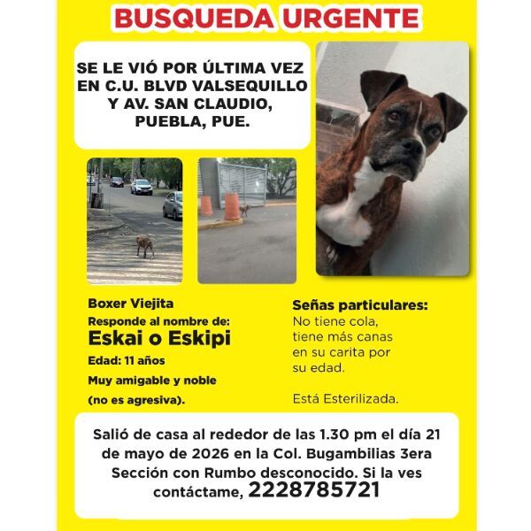 cartel de perro perdido