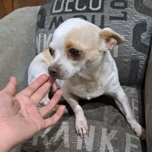 cartel de perro perdido