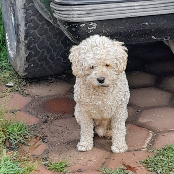 cartel de perro perdido