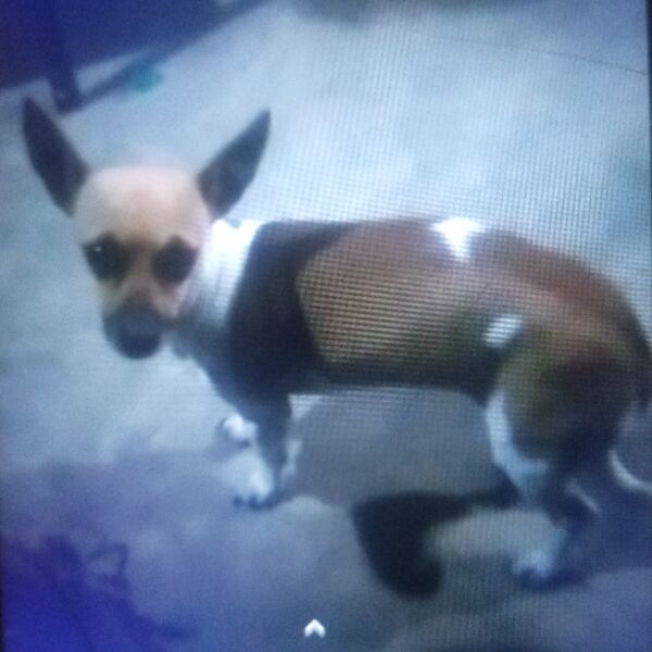 cartel de perro perdido