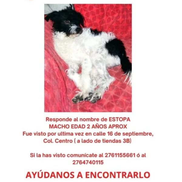 cartel de perro perdido