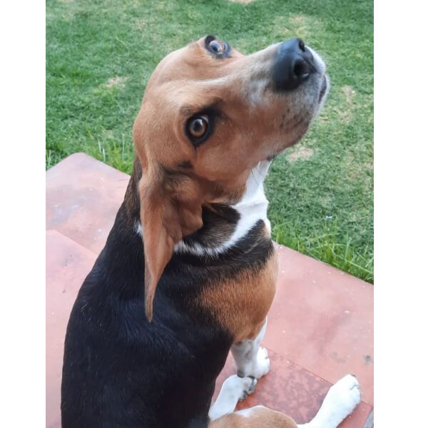 cartel de perro perdido