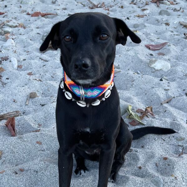 cartel de perro perdido