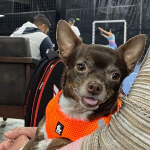 cartel de perro perdido