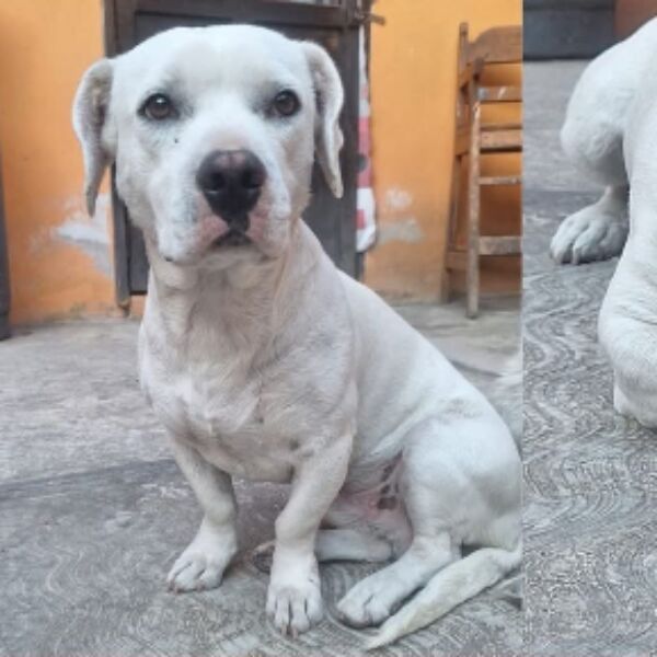 cartel de perro perdido