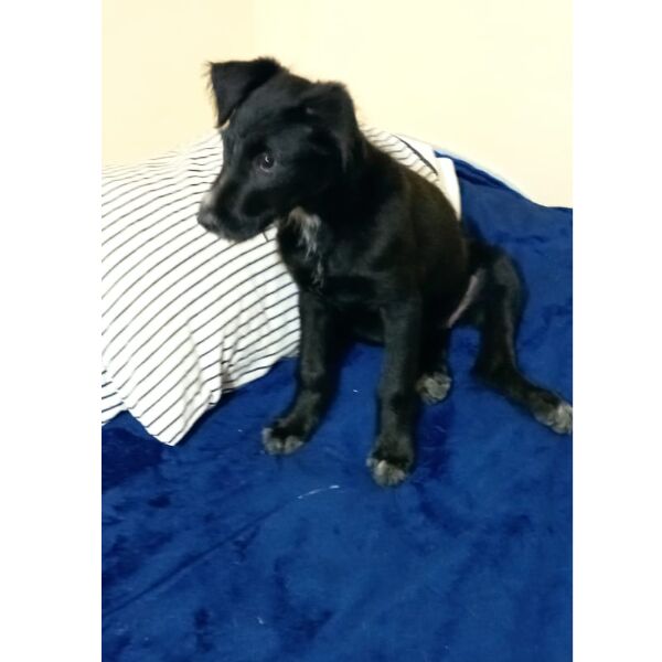 cartel de perro perdido