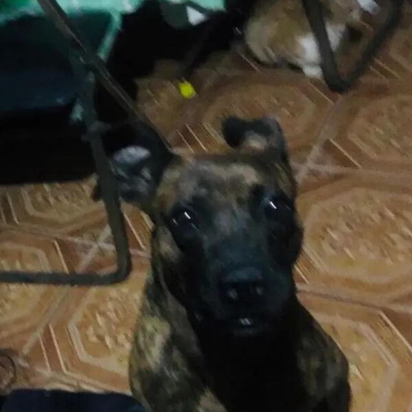 cartel de perro perdido