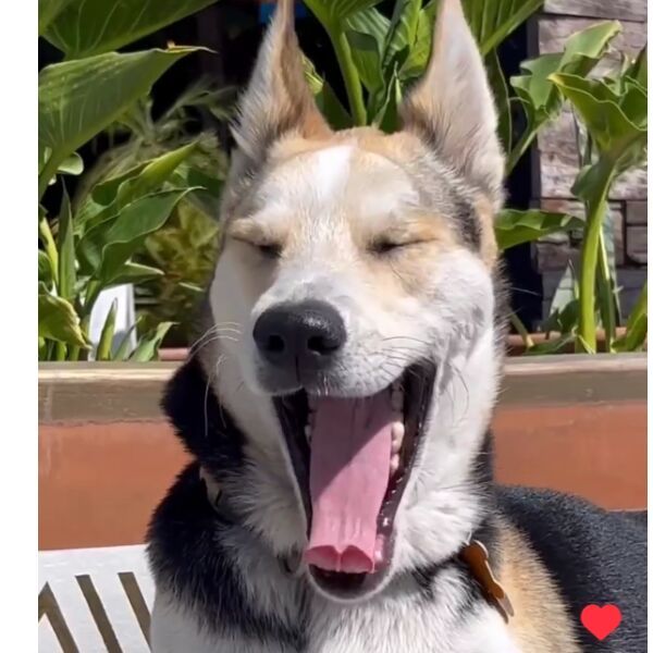 cartel de perro perdido