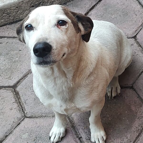 cartel de perro perdido