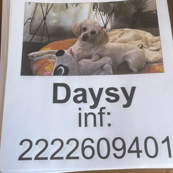 cartel de perro perdido