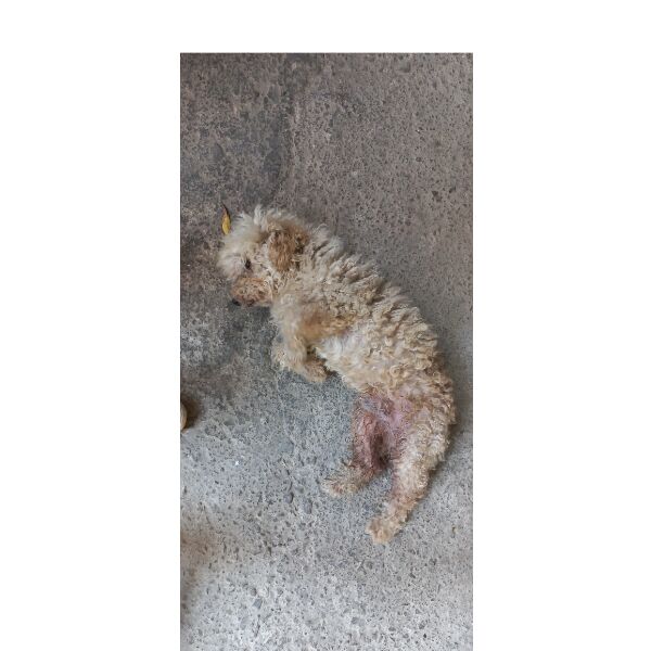 cartel de perro perdido