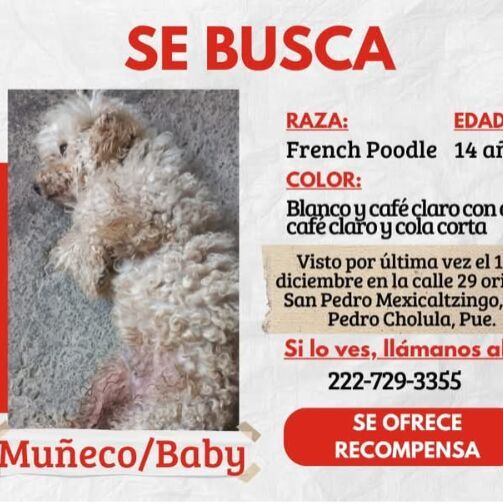 cartel de perro perdido