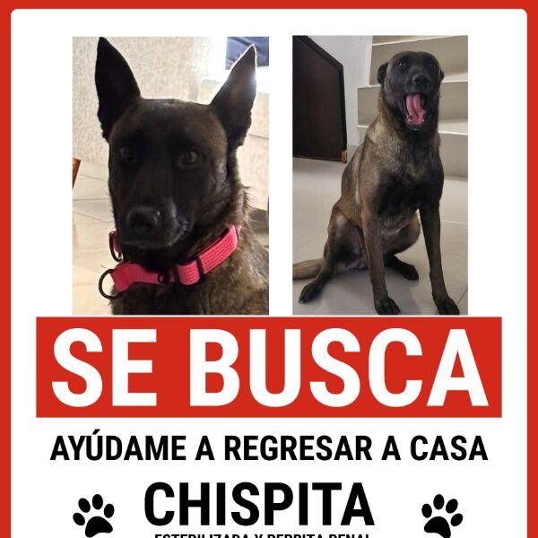 cartel de perro perdido