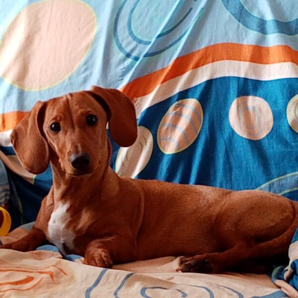 cartel de perro perdido