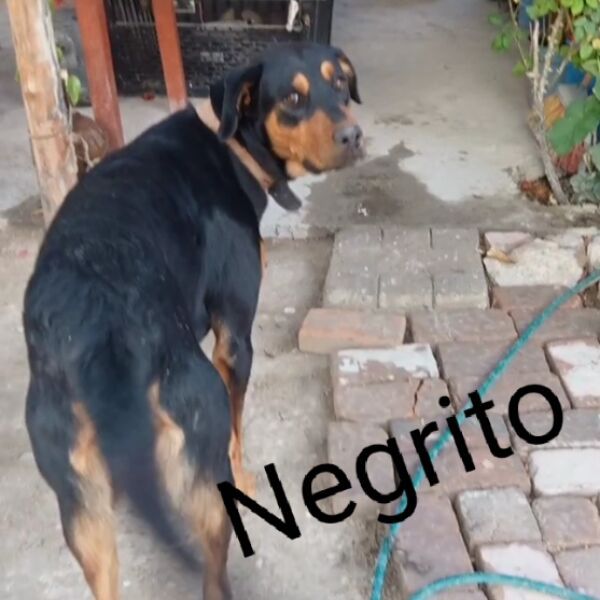 cartel de perro perdido