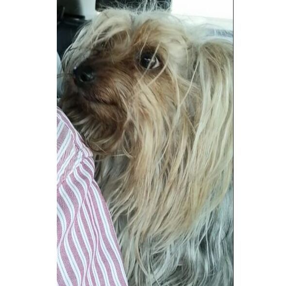 cartel de perro perdido