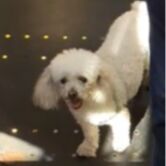 cartel de perro perdido