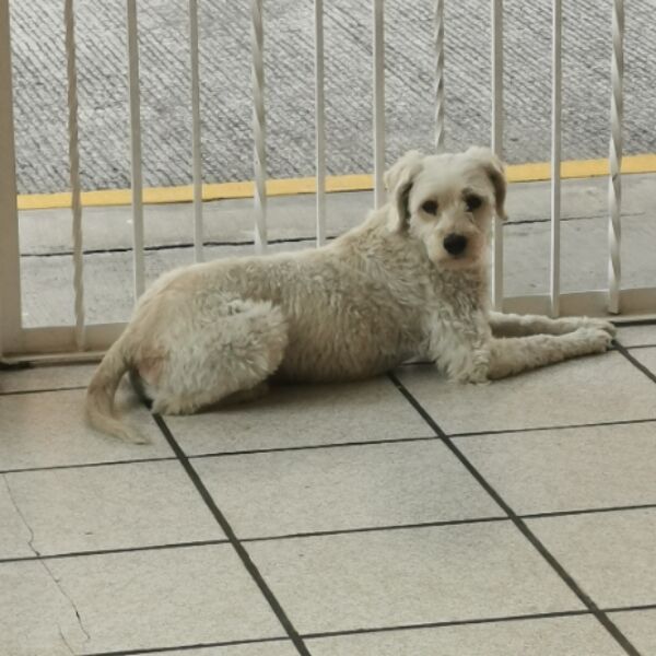 cartel de perro perdido