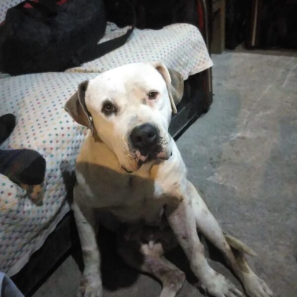 cartel de perro perdido