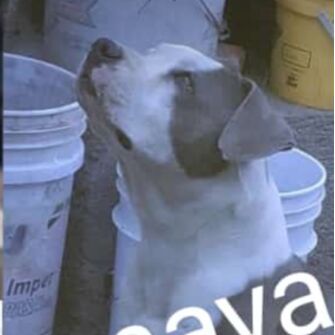 cartel de perro perdido