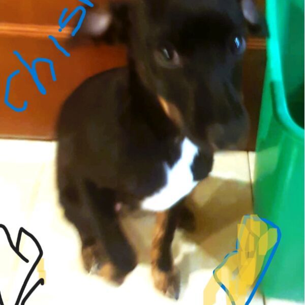 cartel de perro perdido