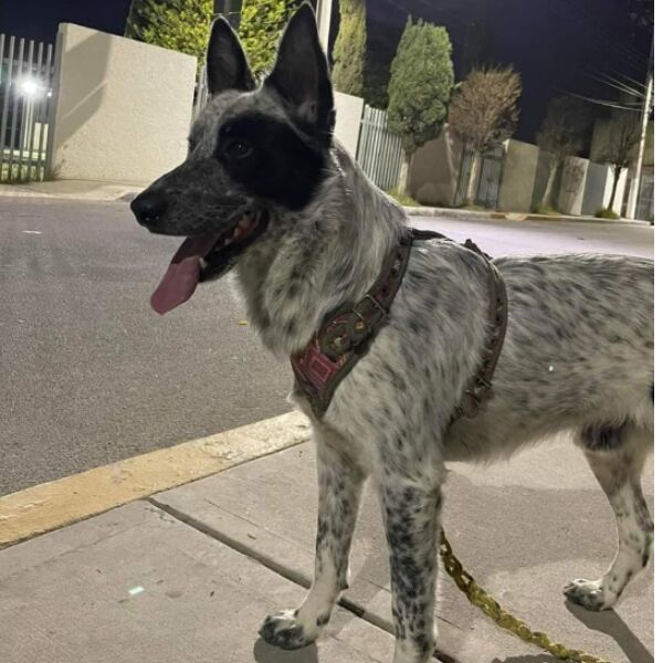 cartel de perro perdido