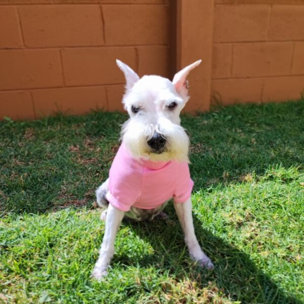 cartel de perro perdido