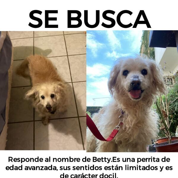 cartel de perro perdido