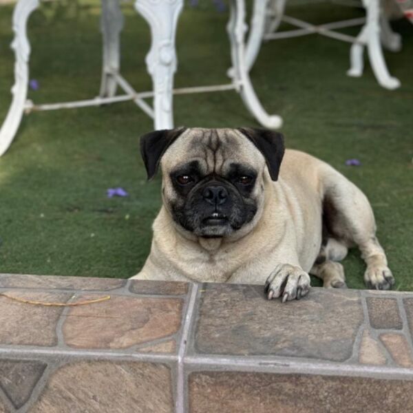 cartel de perro perdido