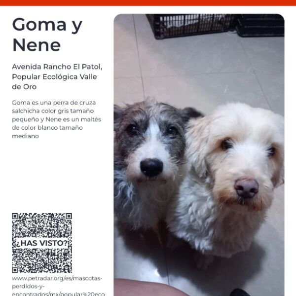 cartel de perro perdido