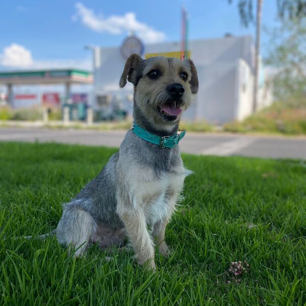 cartel de perro perdido