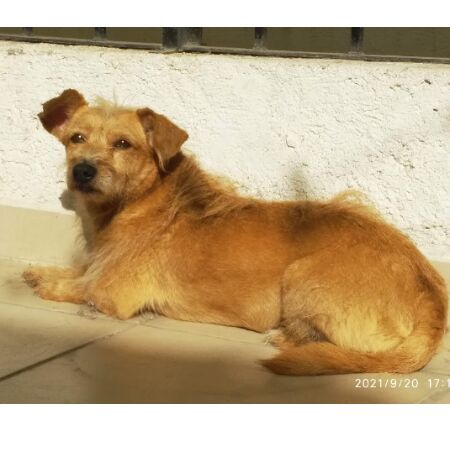 cartel de perro perdido