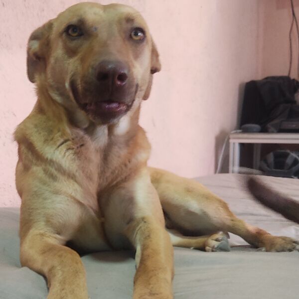 cartel de perro perdido